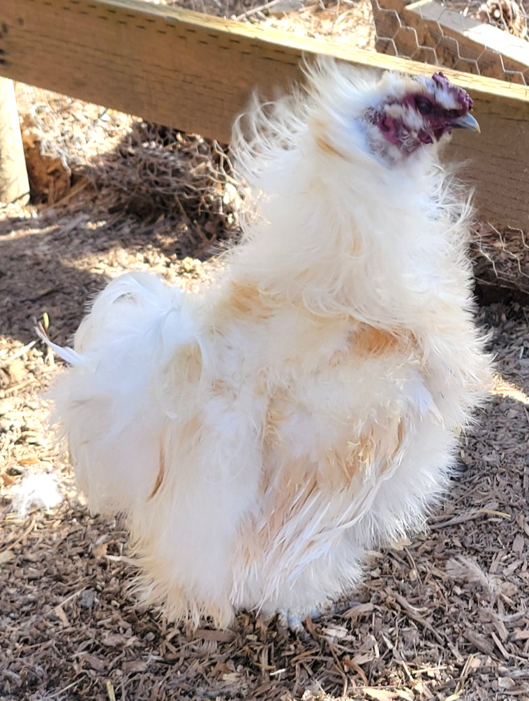 10+ BEAUTIFUL Silkie Hatching Eggs . Show Quality!