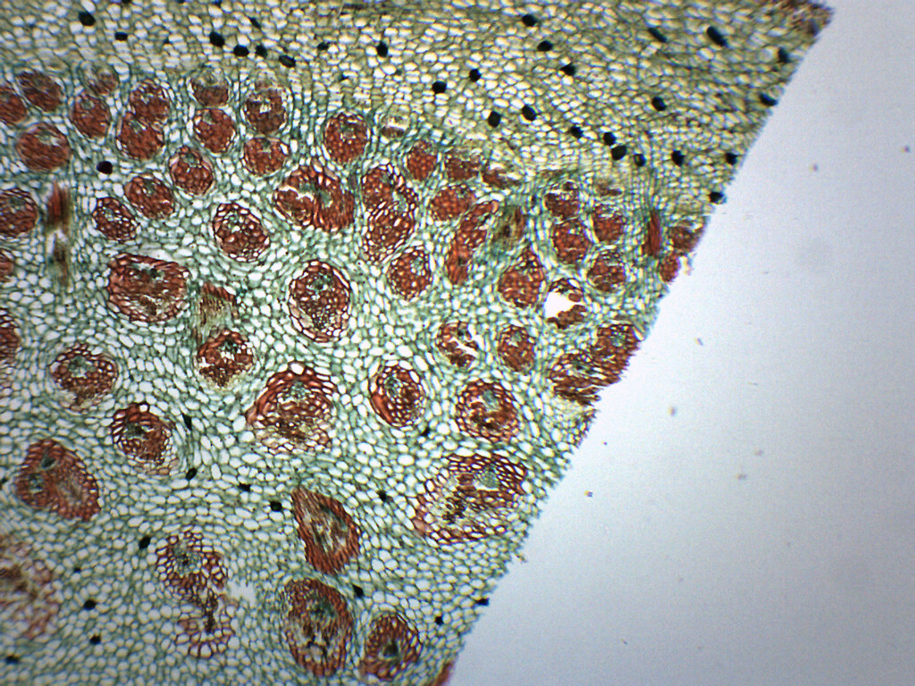 25PK Dracaena Stem  - CS - Prepared Slides - 75x25mm - Eisco Labs