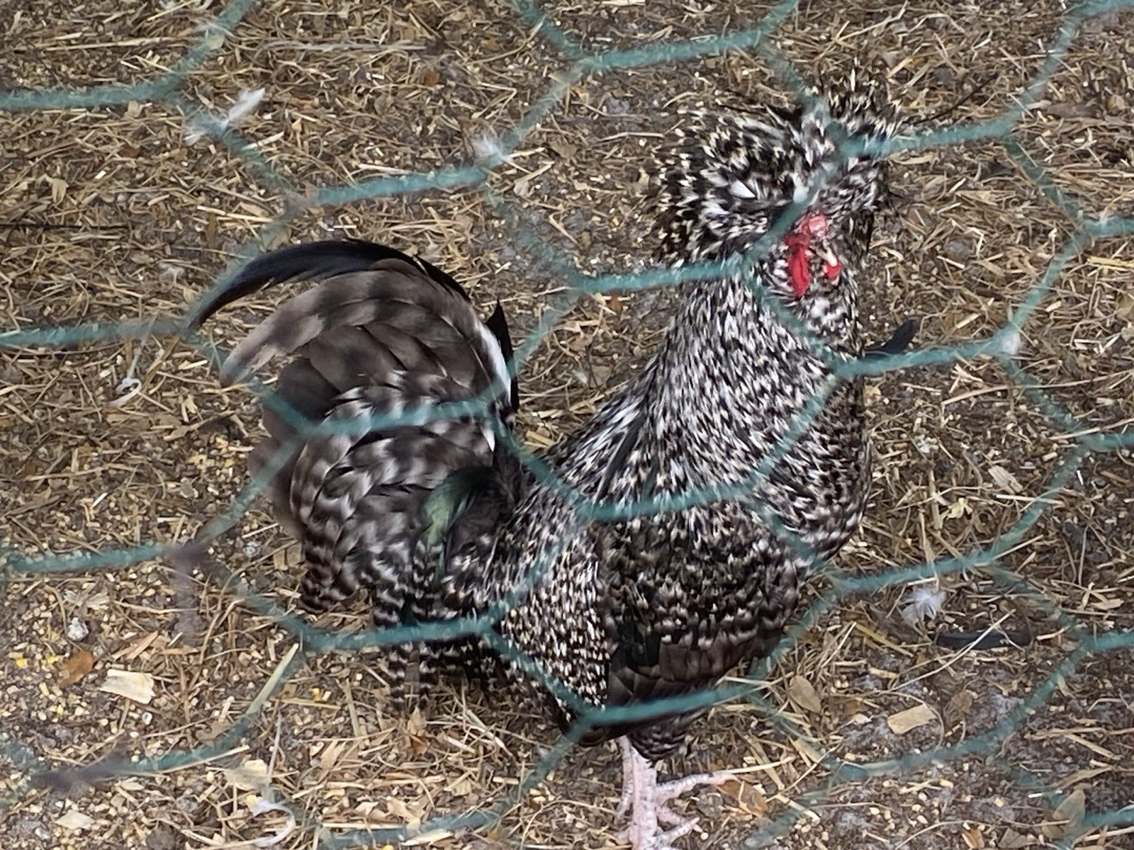 Polish Hatching Eggs 3+ Pack Variety Of Different Colors Possible