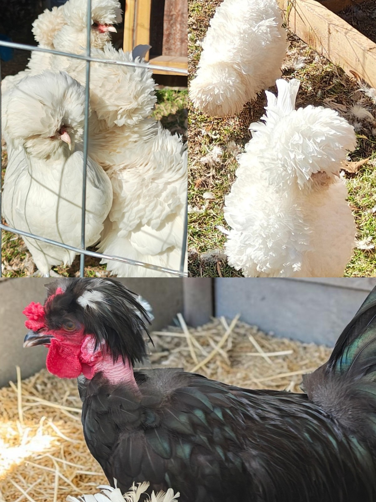 6+ Bantam Polish / NN Polkie Cross Hatching Eggs high chance of frizzle