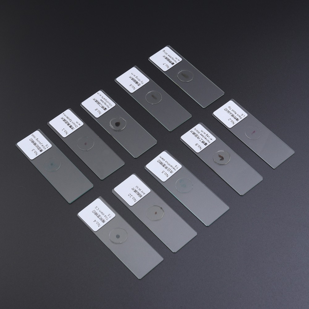 10 PCS/Set Biology Sample Specimens Microscope Prepared Specimens Slides of
