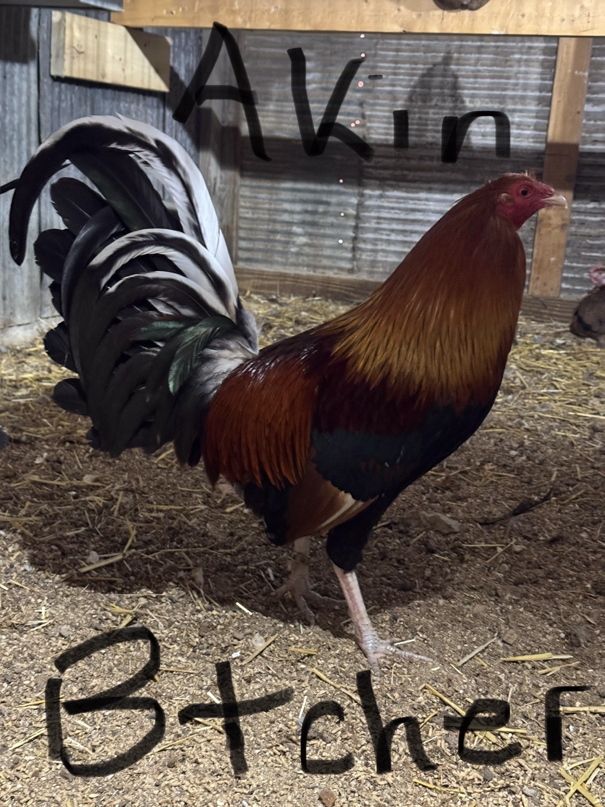 6 + Chicken Fertile Hatching Eggs