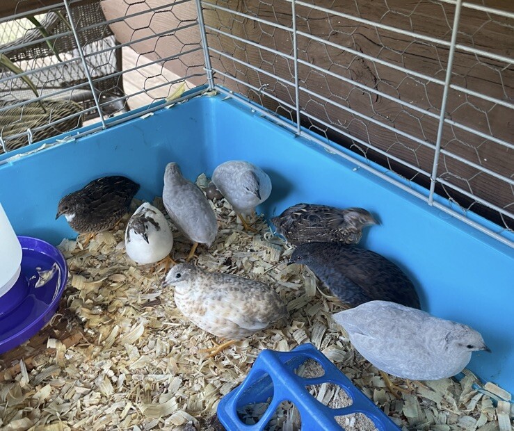 12 Exotic Rare Button Quail Hatching Eggs Colors