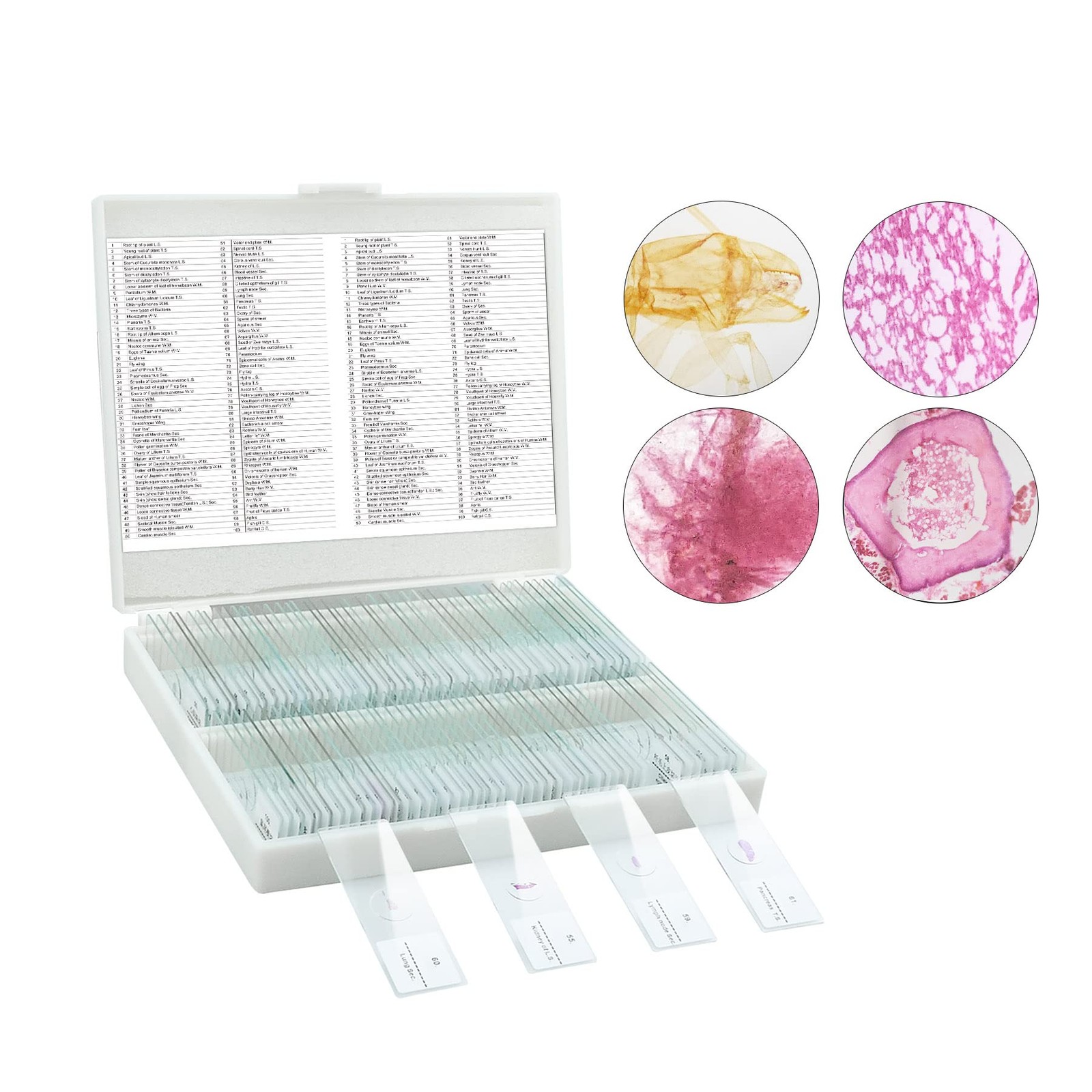 Microscope Slides, 100 Pcs Prepared Slides 100 pcs, Transparent