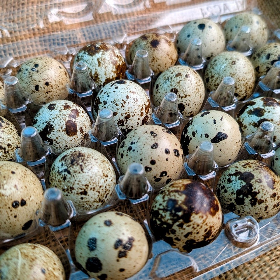 55 +extras Coturnix Quail Hatching Eggs NPIP Flock