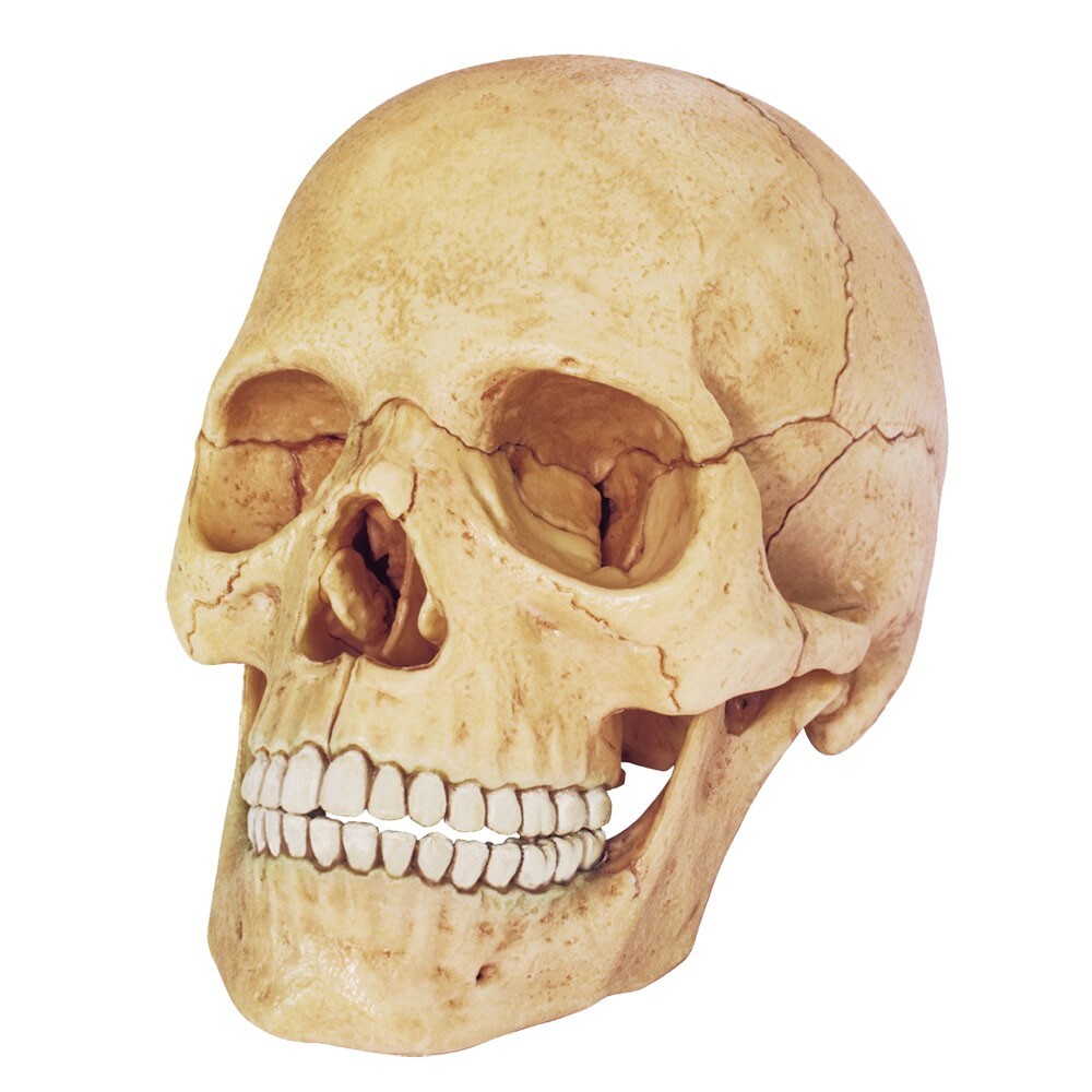 Tedco 17 Piece Human Anatomy 4D Exploded Skull