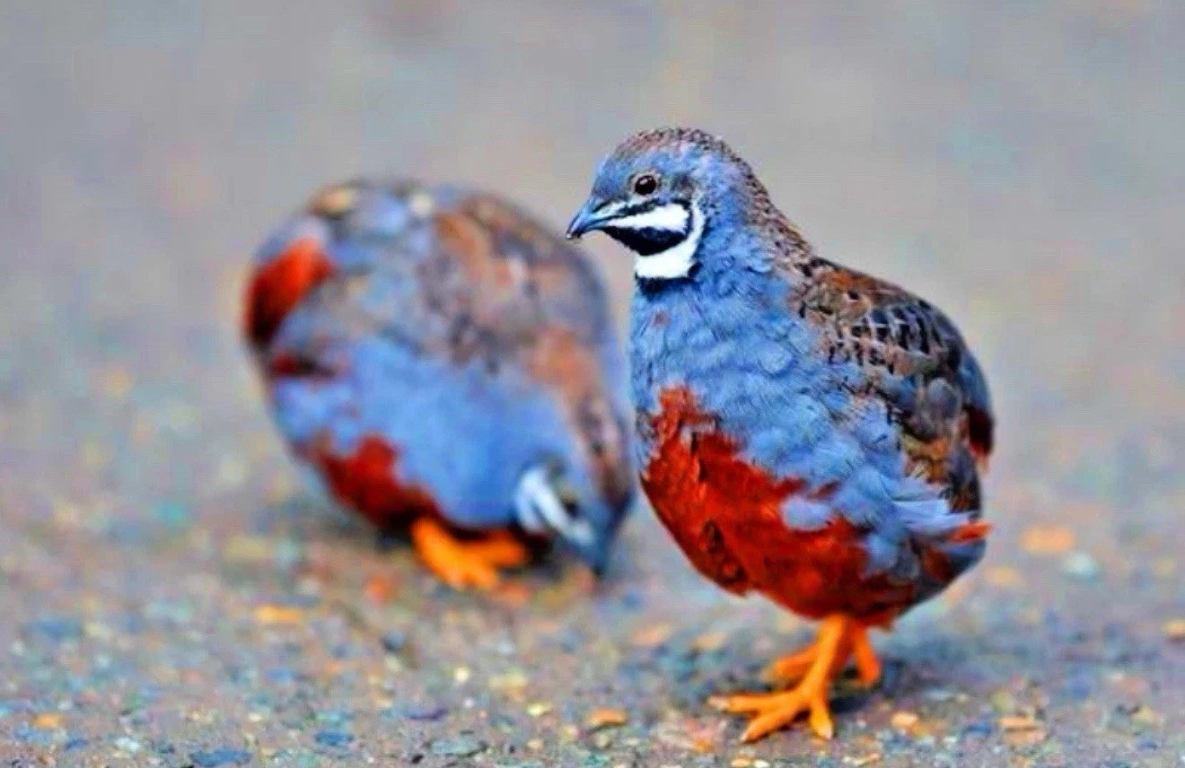 12 Exotic Mystery Pack Button Quail Hatching Eggs Chinese Painted SPECIAL RARE