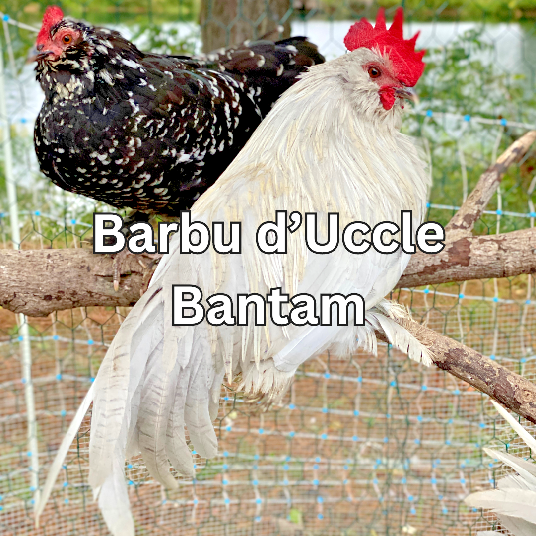 10 Custom Select Chicken Hatching Eggs - You Choose - See Description for Breeds
