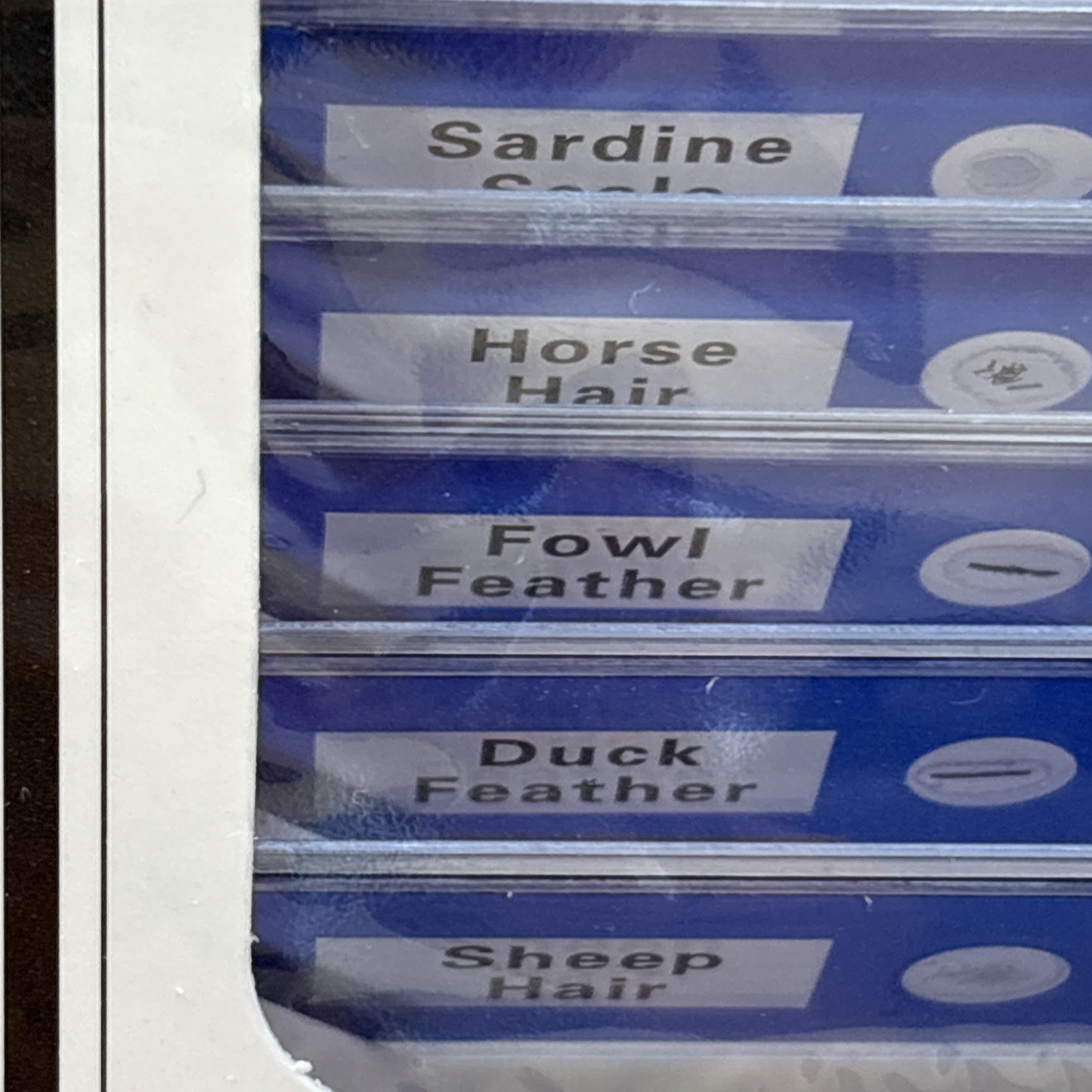 Animal Microscope Slides 12 pc