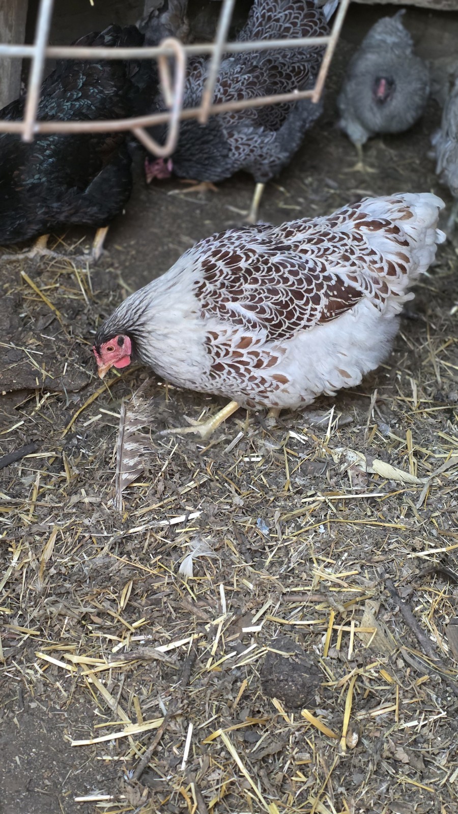 12+ Barnyard Mix Fresh Fertile Hatching Eggs FREE RANGE