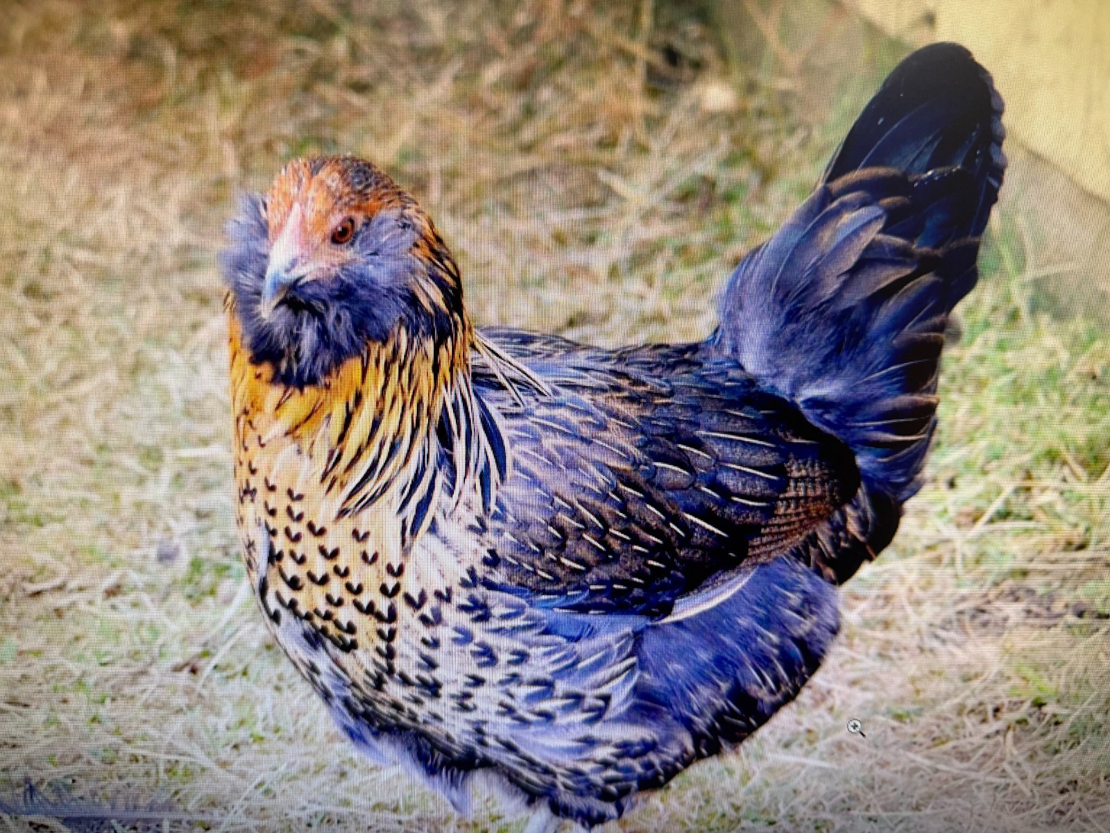 12 haching eggs (easter egger)