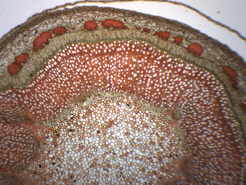 Apple Tree Stem  - CS - Prepared Slide - 75x25mm - Eisco Labs