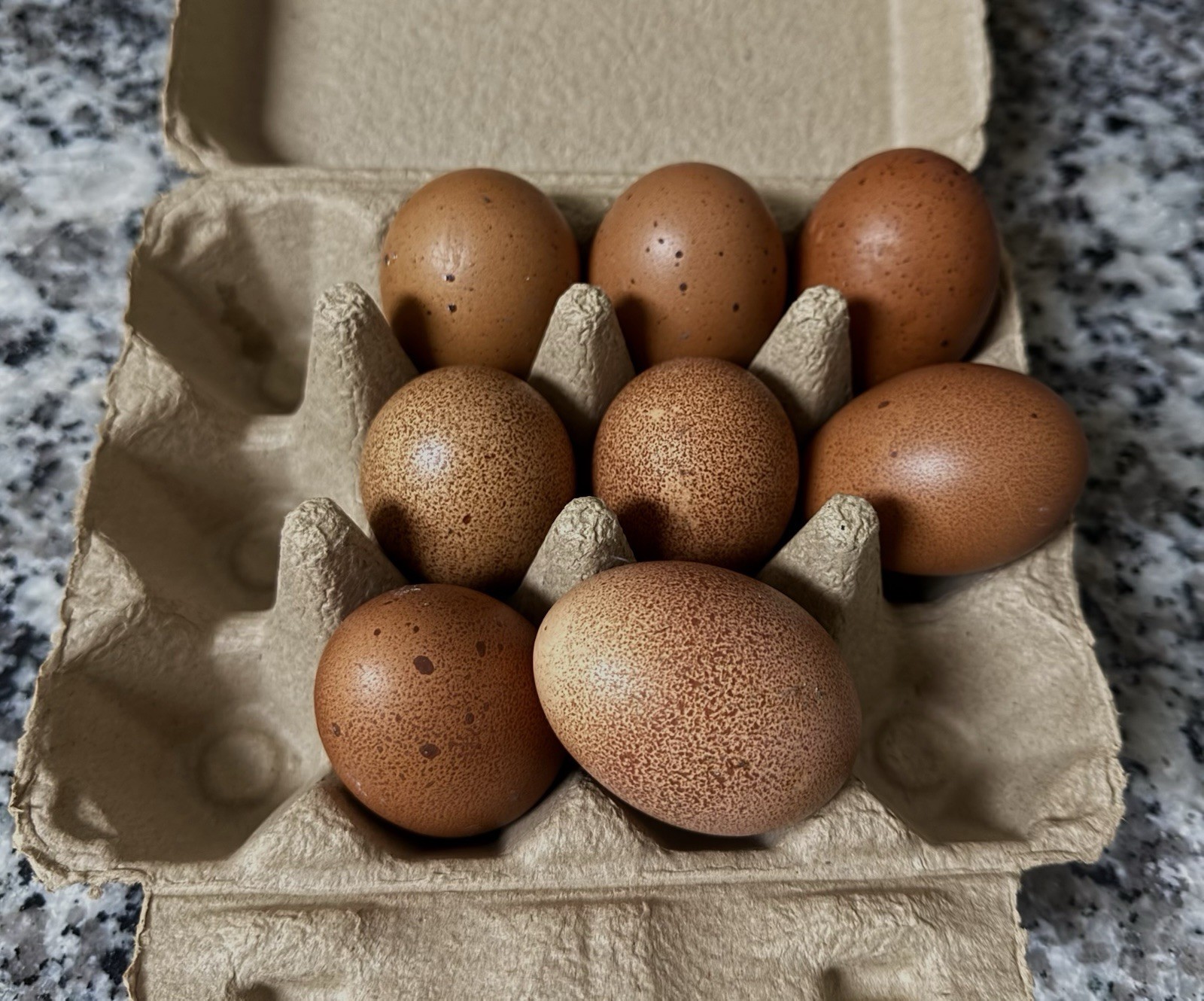 9+ 1  Fresh Fertile Hatching Eggs , Maran Or Welsummer, Heavy Speckled
