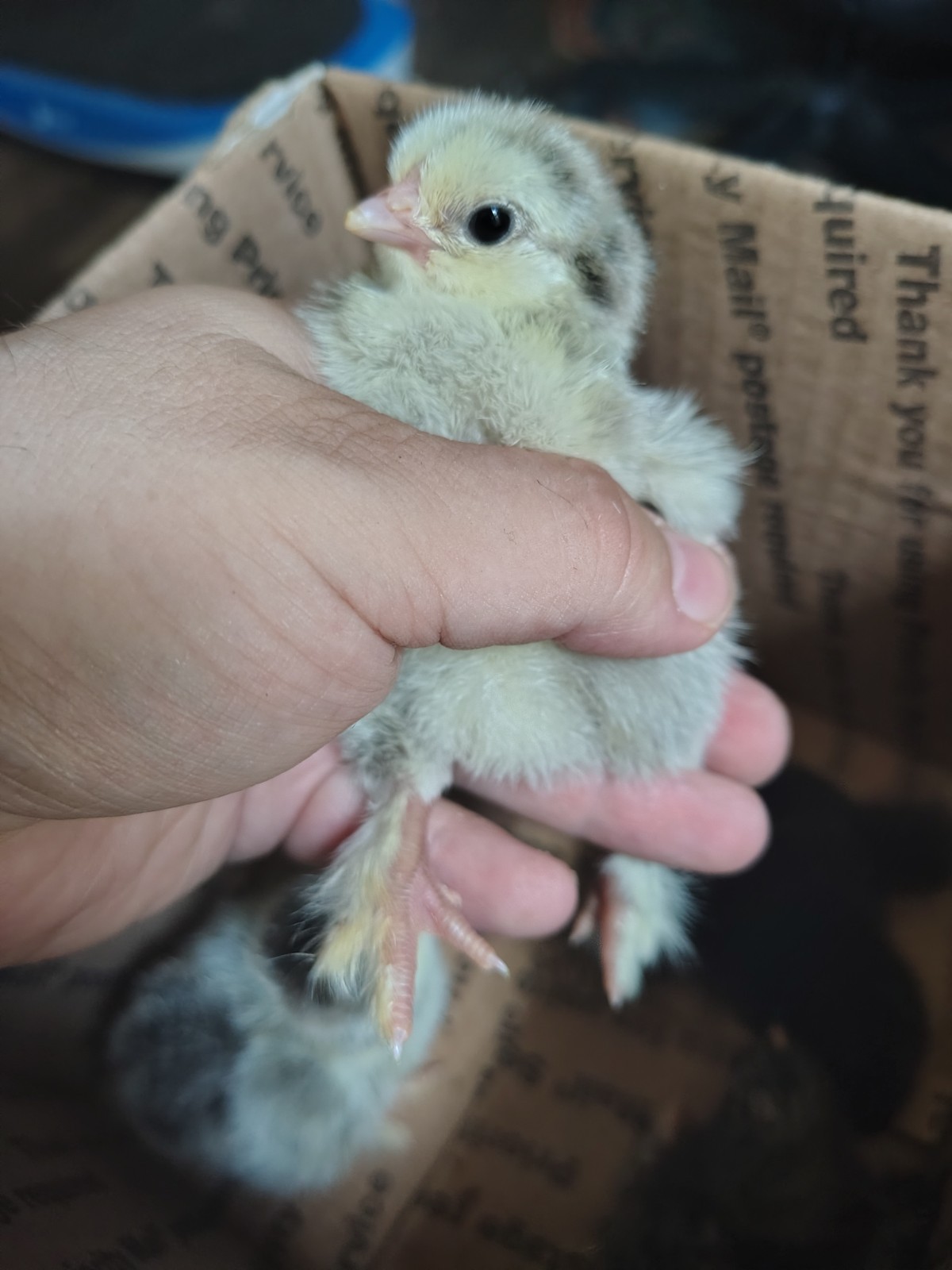 Assorted Rainbow Chicken Hatching Eggs (Assorted Colors)