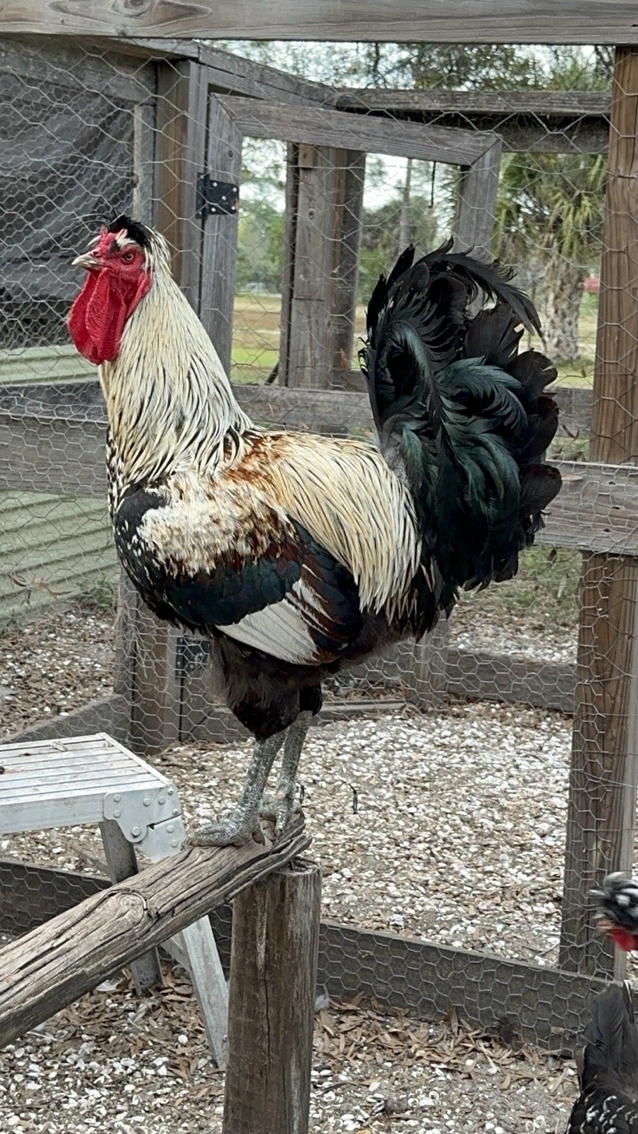 15+ Rare Sanjak Longcrower Chicken Hatching Eggs Large Breed 🎶 Unique Crow 🎶