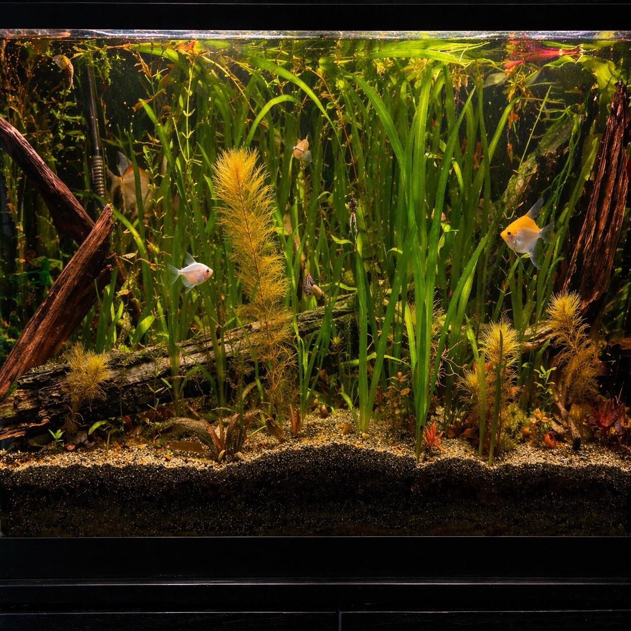 12 Vallisneria Jungle Val Bunch (BUY2GET1FREE) - Live Beginner Aquarium Plants