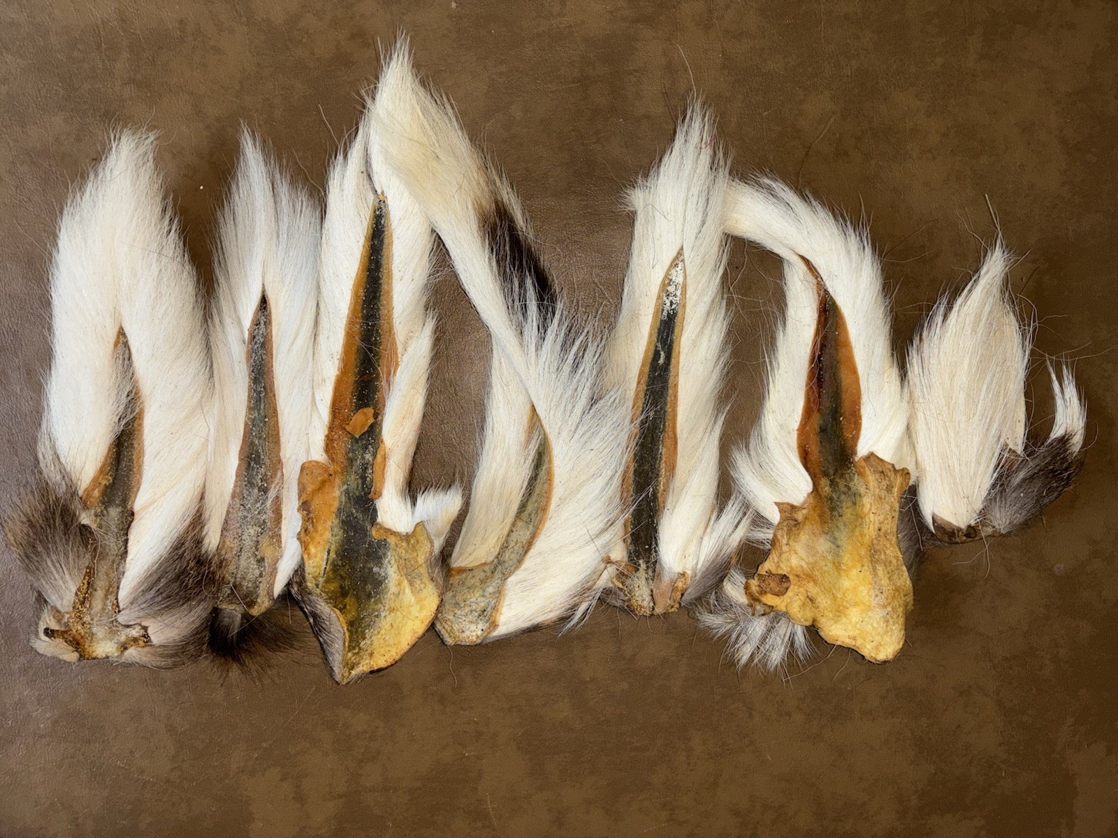 Lot Of 7 Deer Tails Bucktails Buck Tails Please Read Description White Natural
