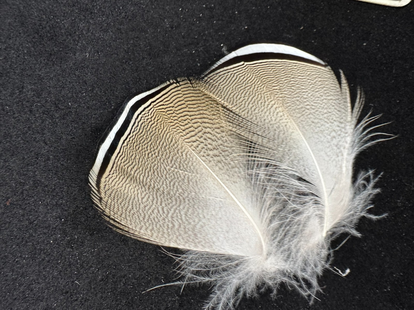 Premium Barred Wood Duck feathers
