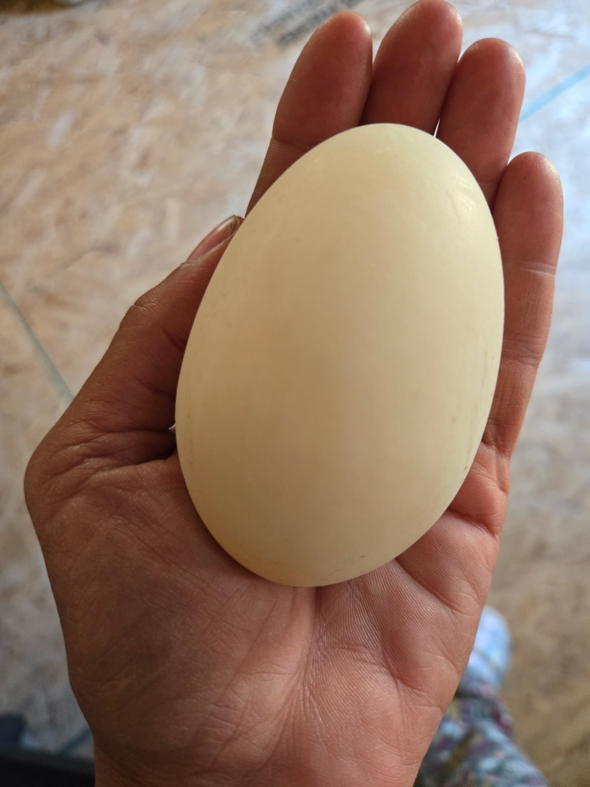 6 Duck Hatching Eggs- Domestic Barnyard Mix