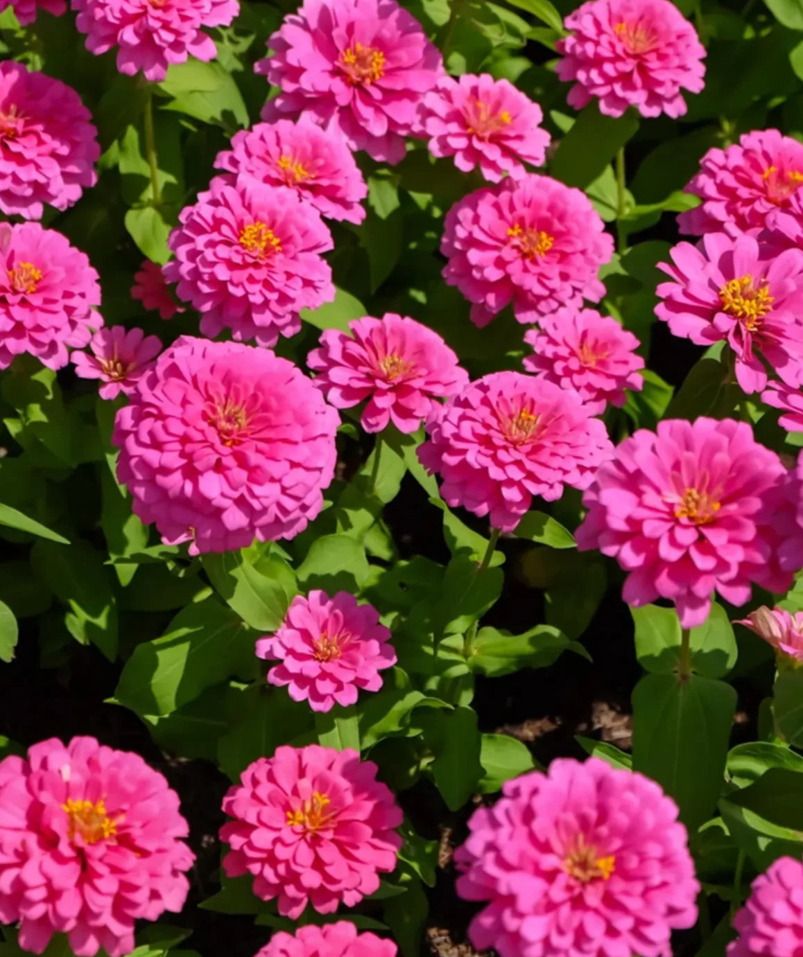 Beautiful  Pink Luminosa Zinnia Seeds 100+  Seeds BUY 4 GET FREE  SHIPPING