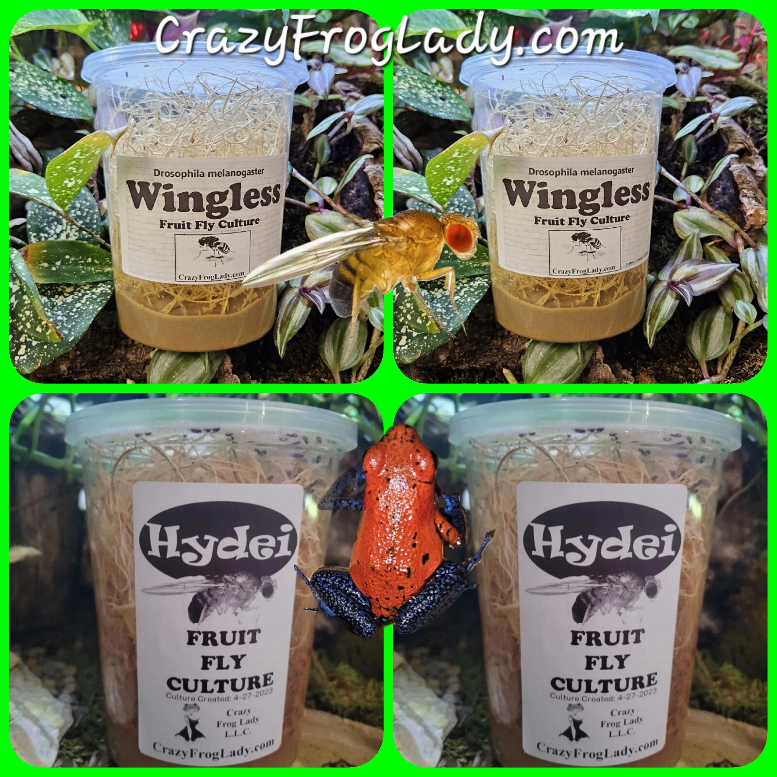 Wingless Fruit Fly Cultures 2 Pack+ 2 Pack of Hydei Total of 4 CULTURES.