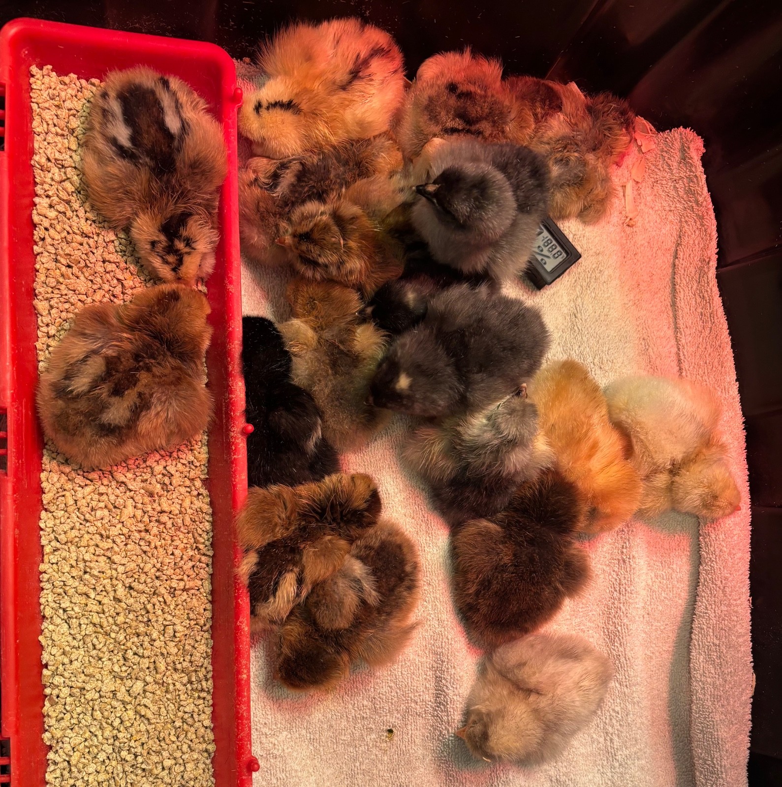 Chicken Hatching Eggs, (20) , Mixed Barnyard Flock, Wyandotte, Easter E etc.