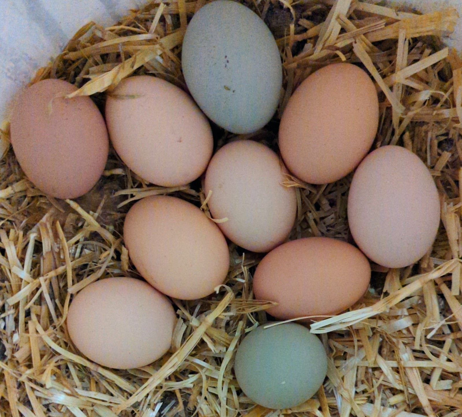 12 Barnyard Mix Fertile Hatching Chicken Eggs, High Altitude Hatching Eggs
