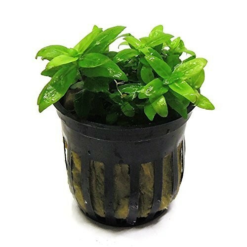 Stuarogyne Repens potted freshwater aquarium plant Potted (Buy 2 Get 1 Free)