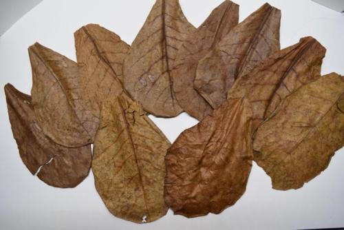 50 pcs. Best Catappa Ketapang Indian Almond Leaves Shrimp Betta Discus Cichlid