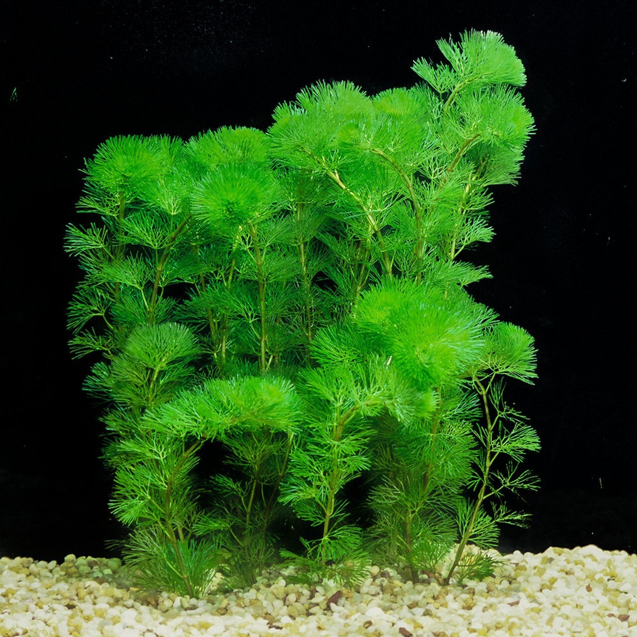 Green Cabomba Live Fish Tank Plants Aquarium Plants BUY 2 Get 1 FREE