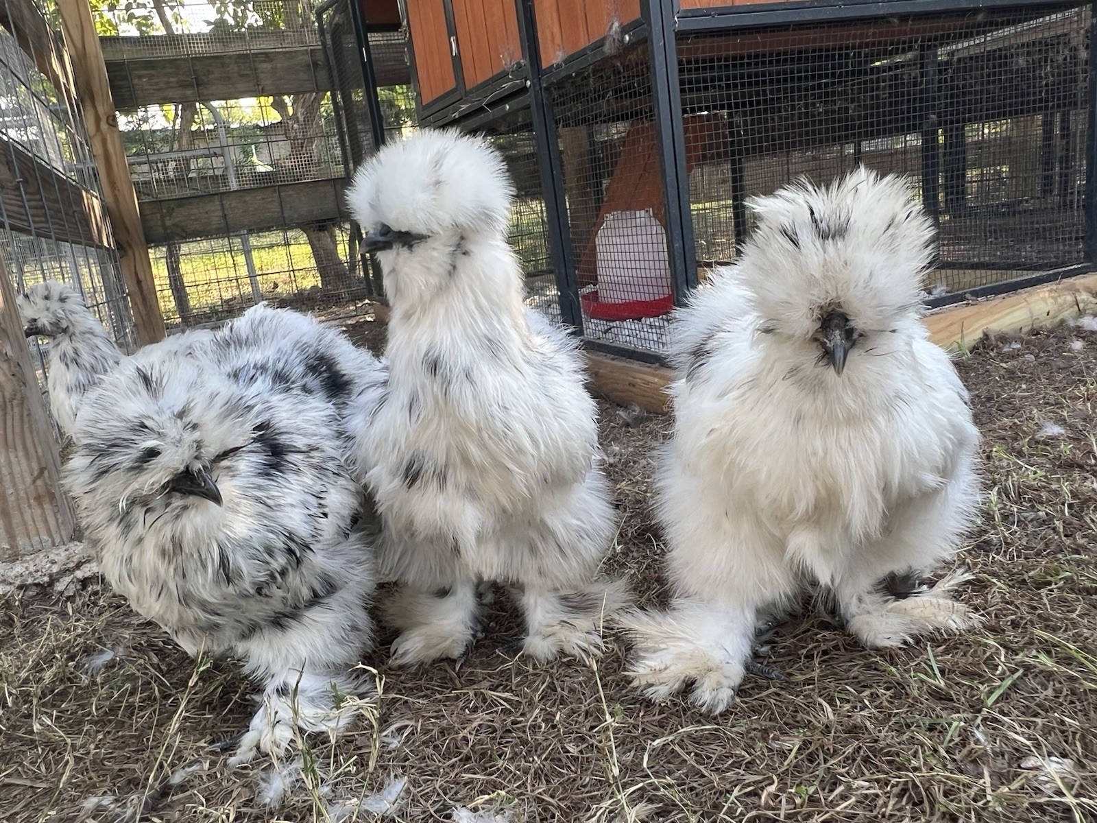 6+ Bearded Paint Silkie Hatching Eggs NPIP Certified Flock