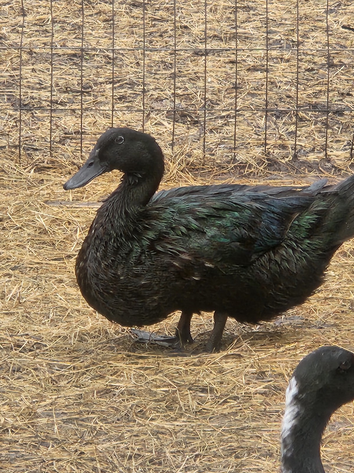 12 + Cayuga Duck Hatching Eggs – NPIP – Fertile Eggs