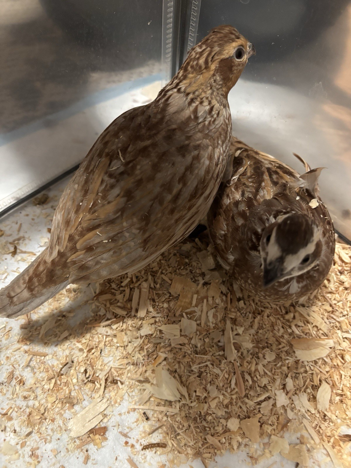 6+ Mixed Bobwhite Hatching Eggs