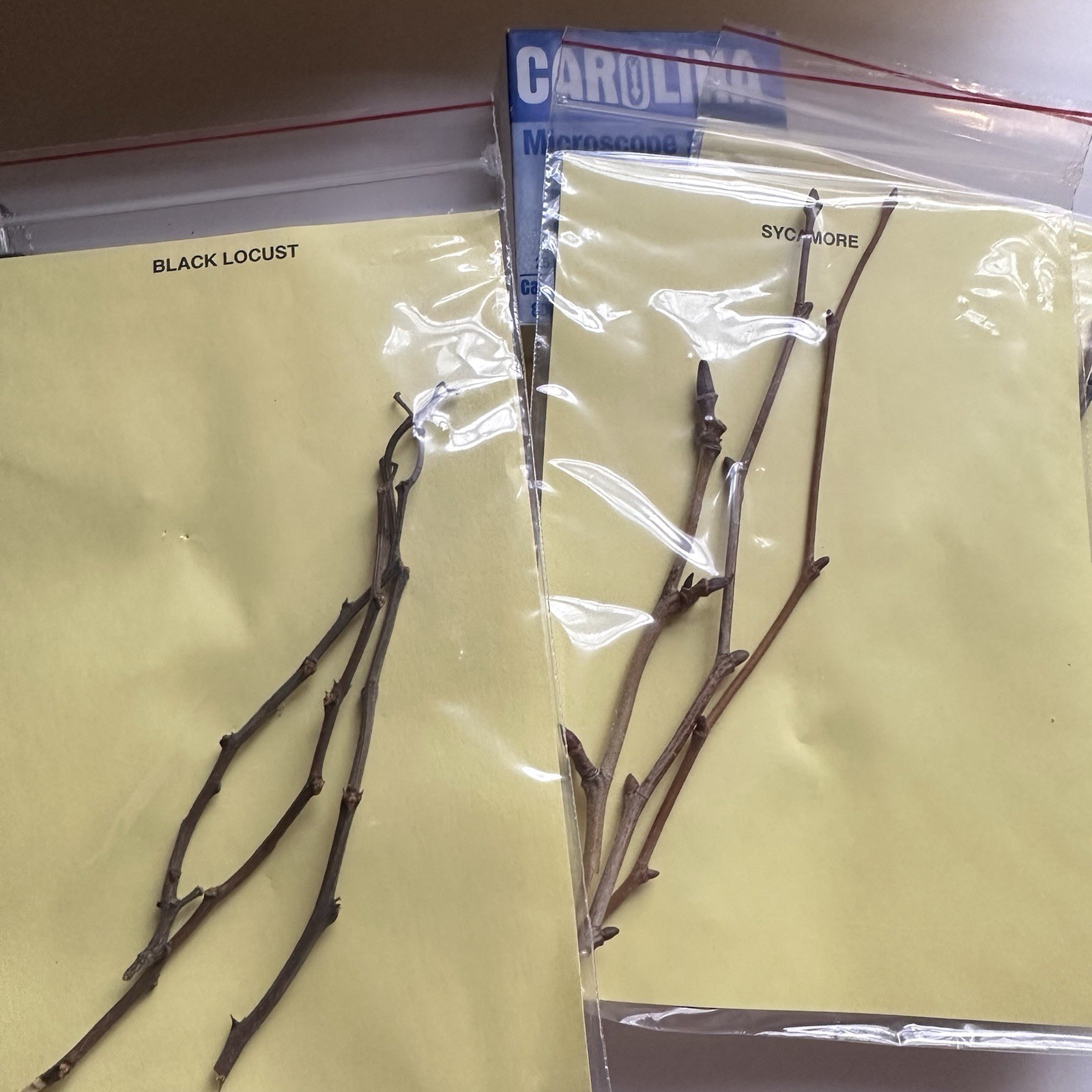 Vintage 70s Twig Identification Kit Tree Microscope Slides Nature