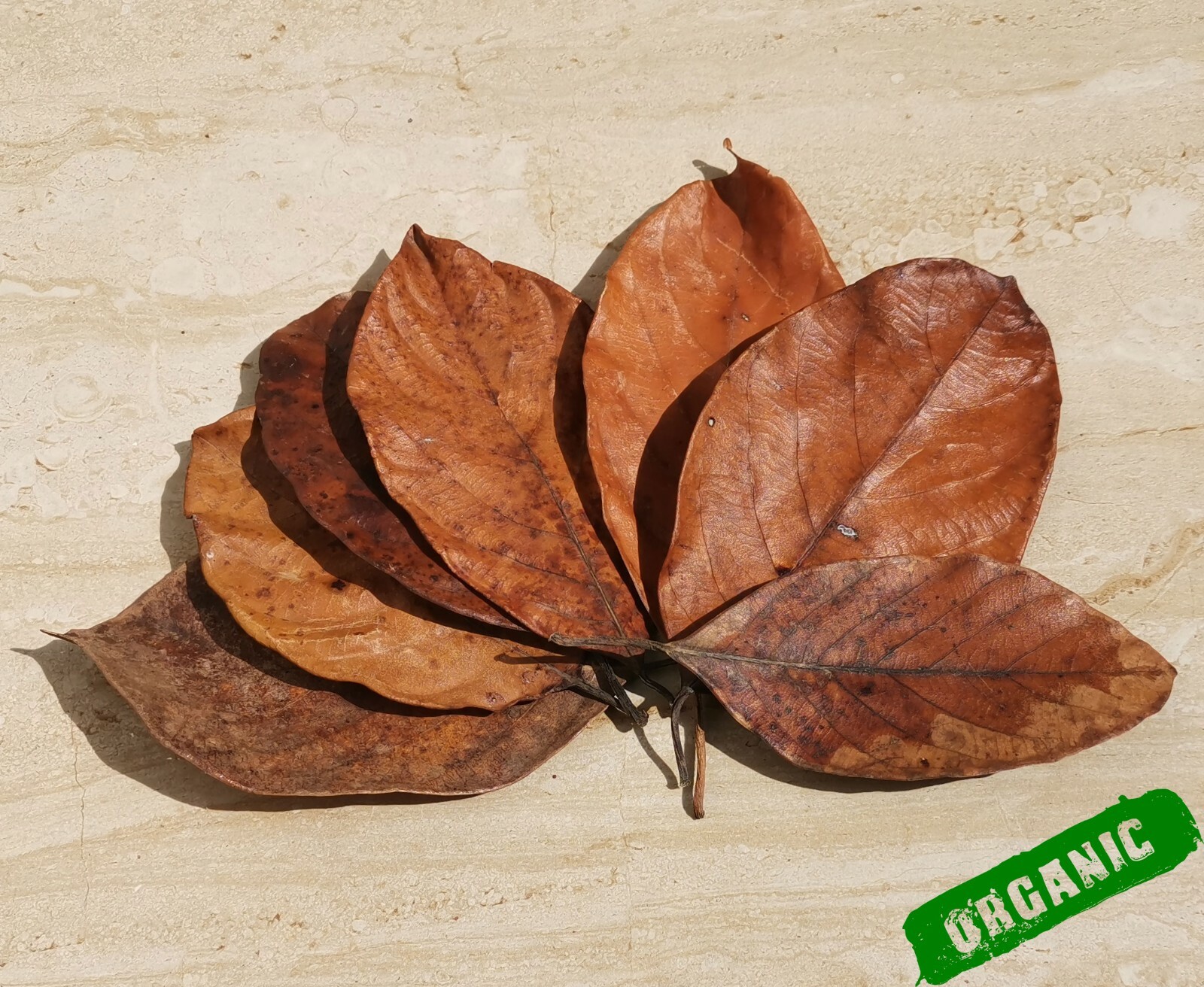Organic Dried Jack Fruit Leaves Shrimp Betta Fish Aquarium