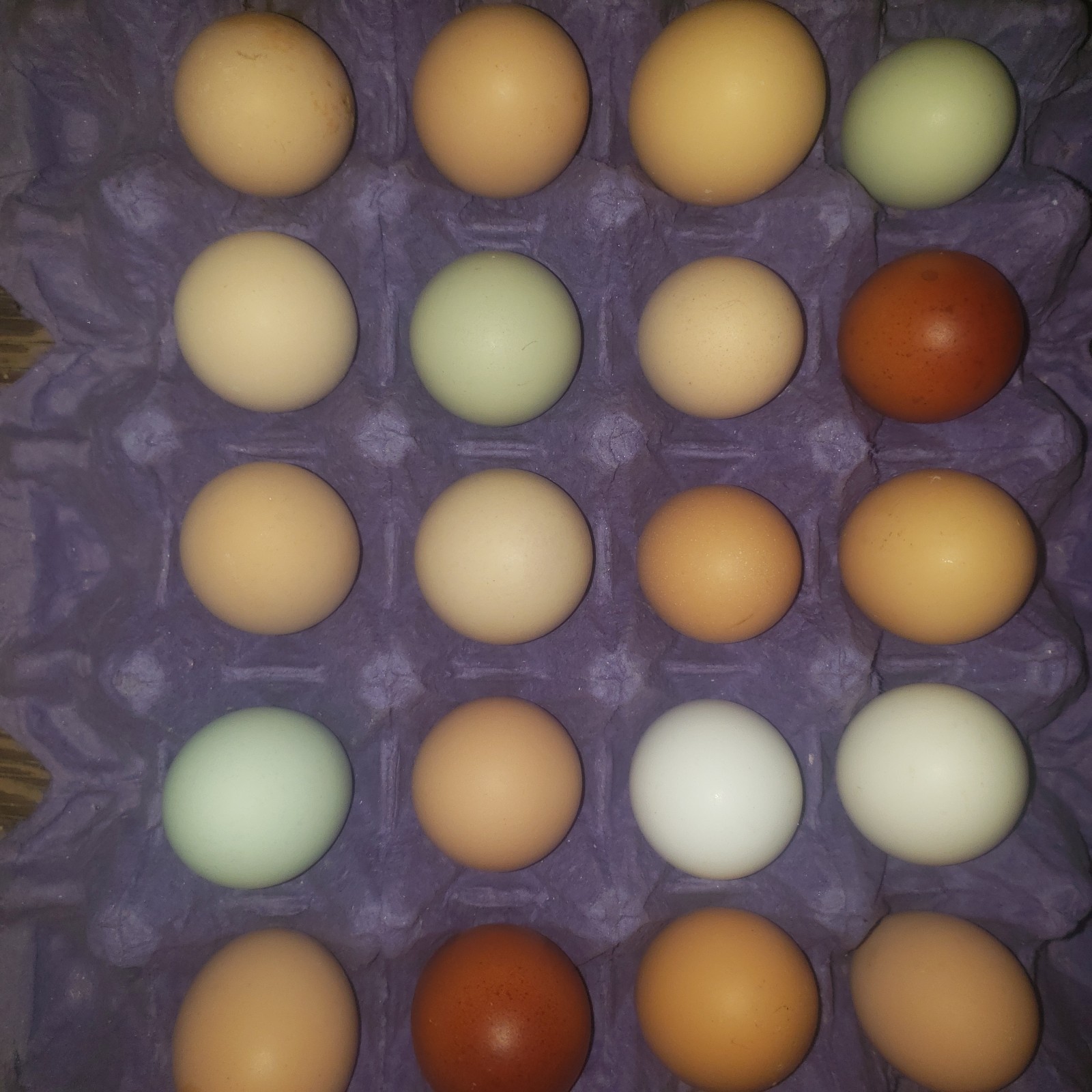 12 Rainbow Chicken Hatching Eggs Free Ranch Happy Chicken