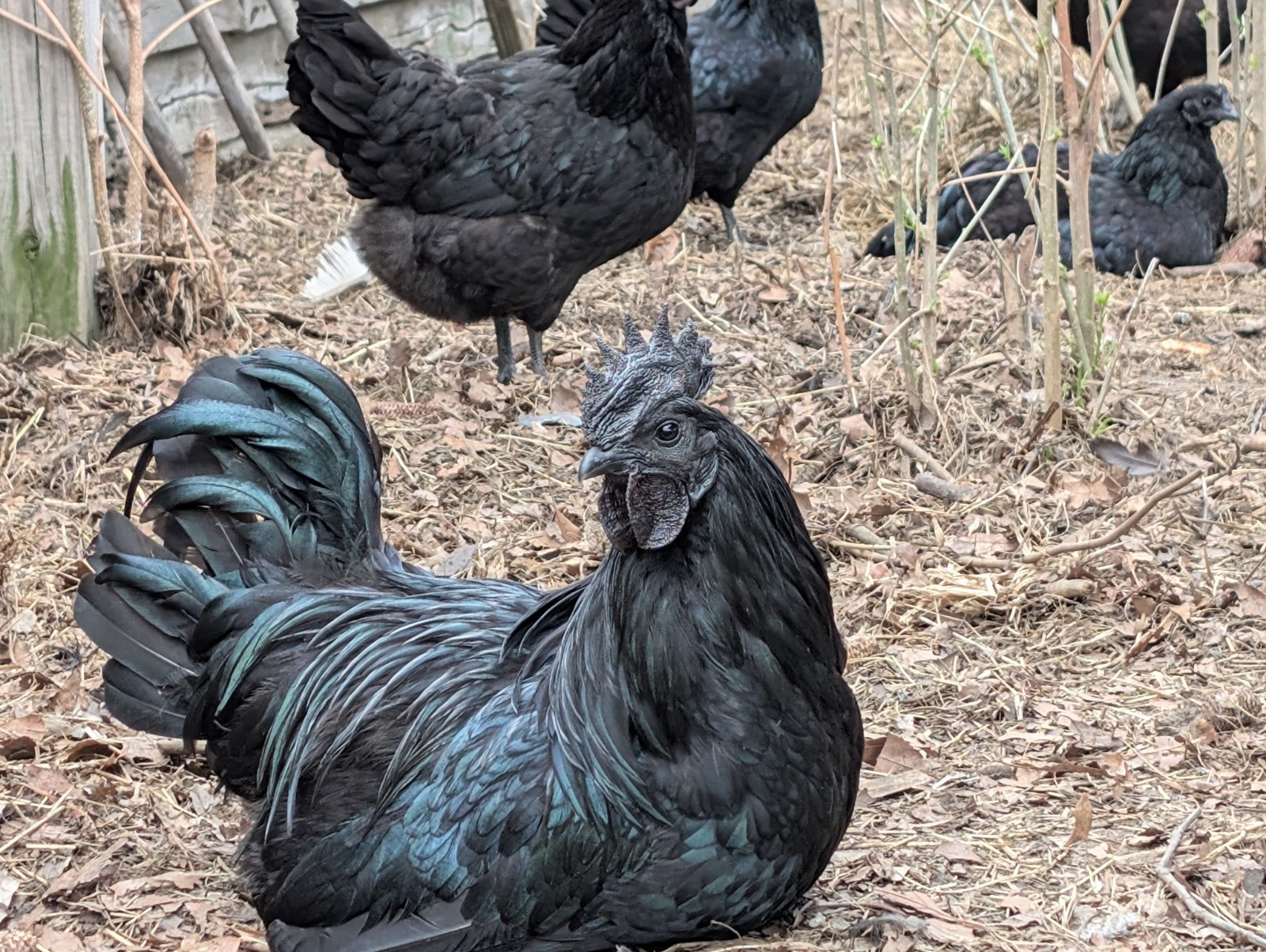 12 One Dozen Pure Ayam Cemani chicken chick fertile hatching eggs - VERY RARE