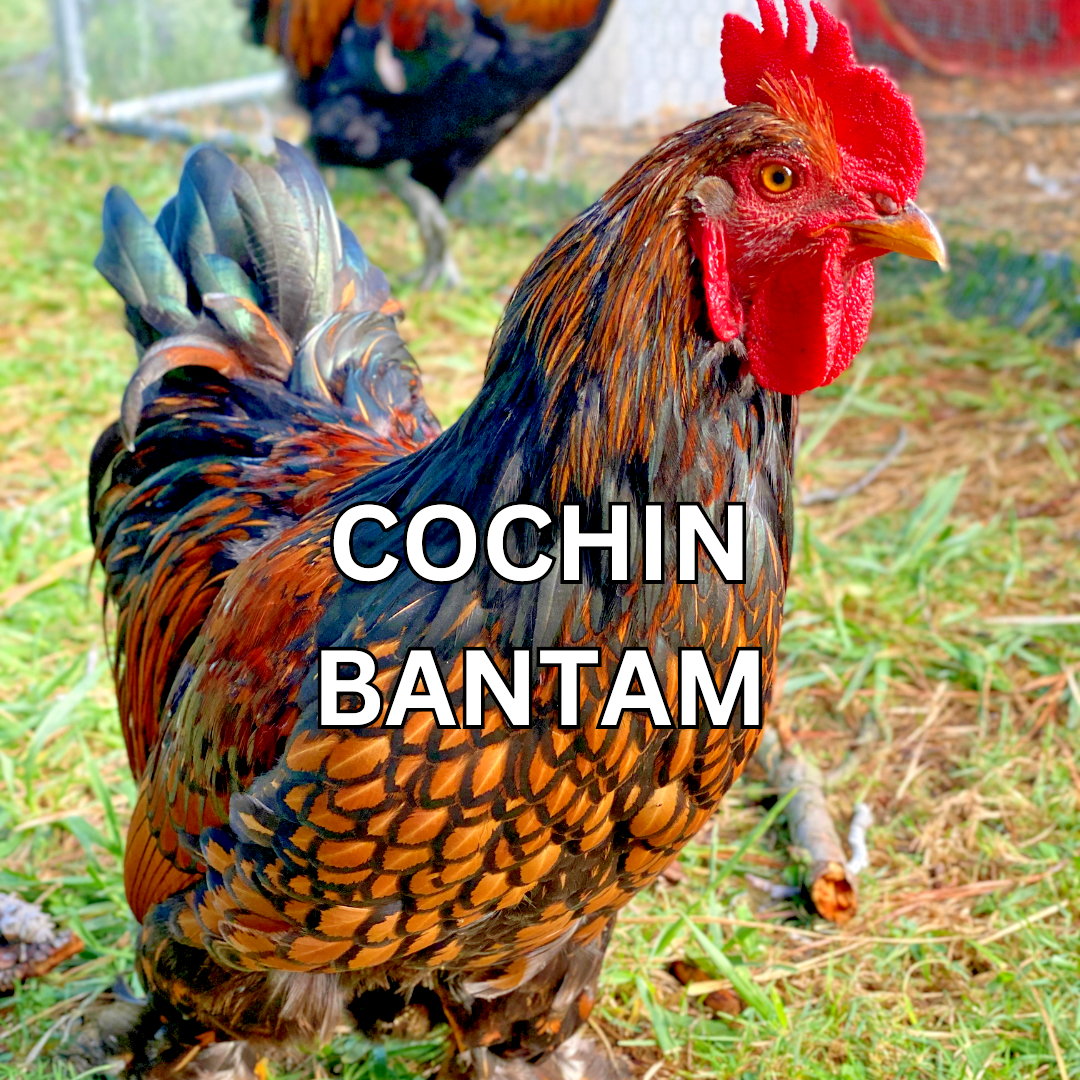 10 Custom Select Chicken Hatching Eggs - You Choose - See Description for Breeds