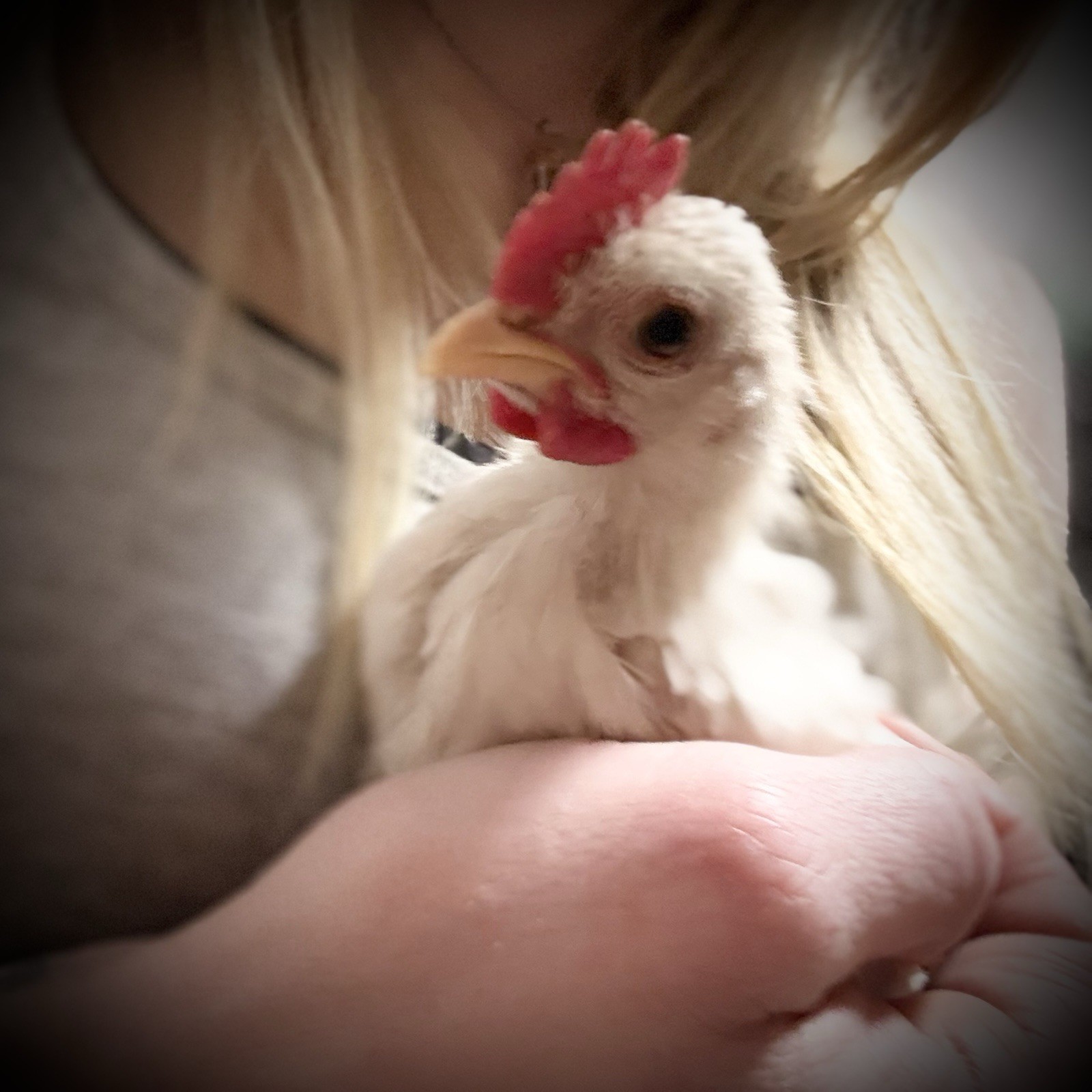 18++Small/Micro A&B SERAMA Hatching Eggs
