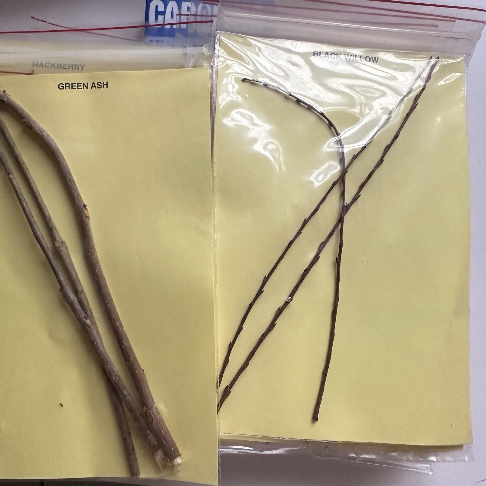 Vintage 70s Twig Identification Kit Tree Microscope Slides Nature