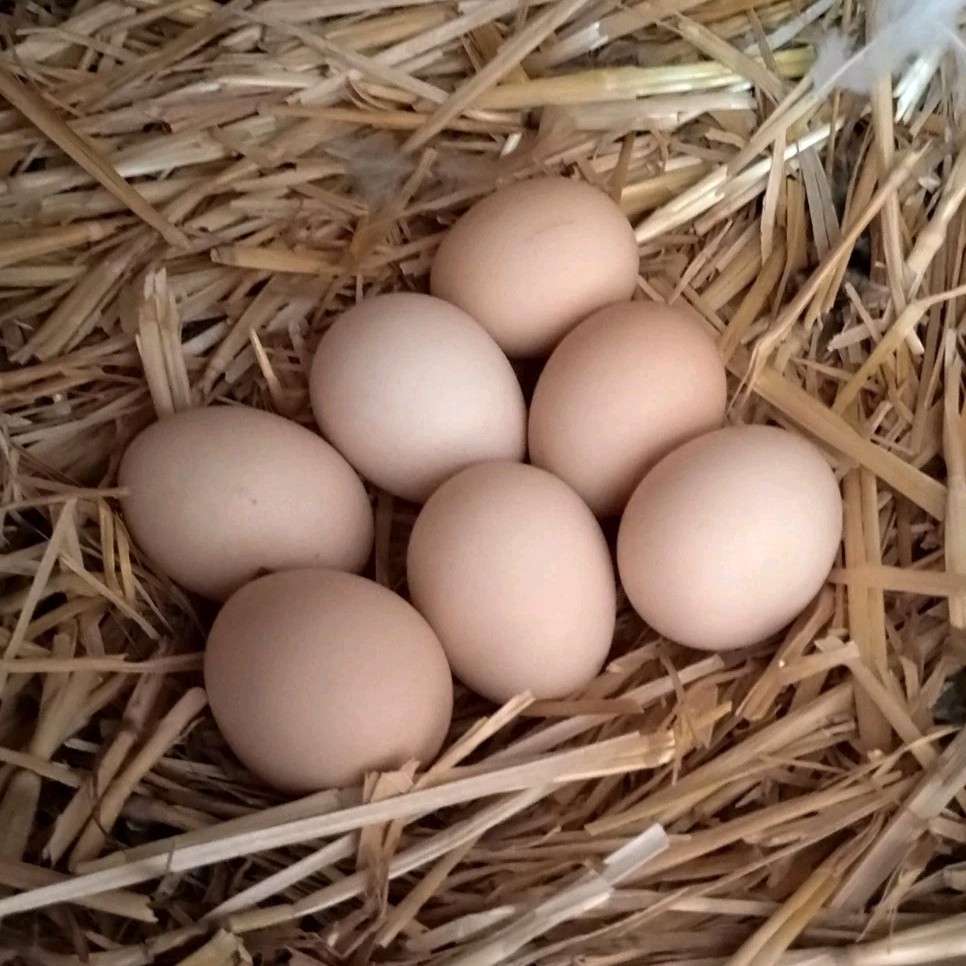 Brahma Chicken Fertilized hatching eggs 6+1