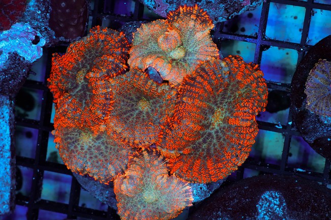 Orange Rhodactis Mushroom Colony WYSIWYG - SAQ Coral Farm