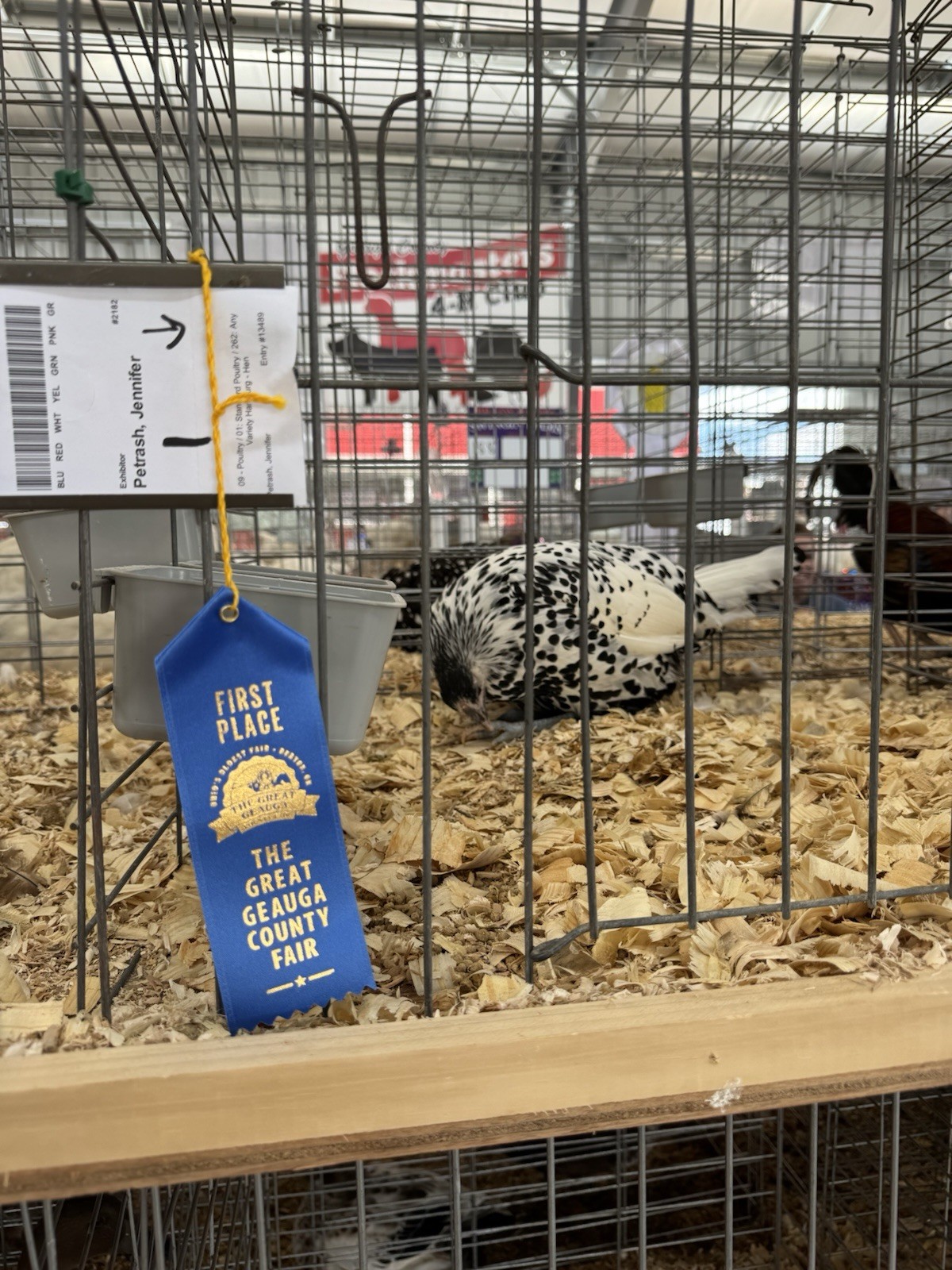 Silver spangled Hamburg Chicken Fertile Eggs