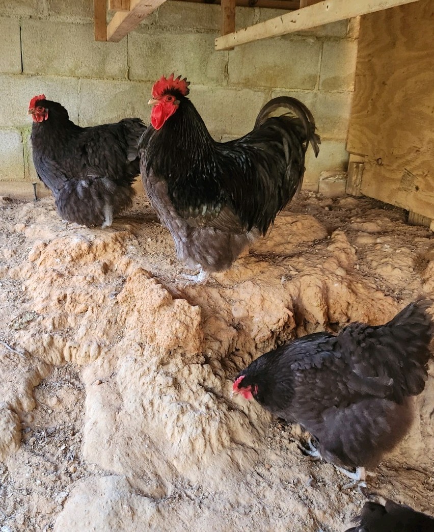 6 English Chocolate Orpington Hatching Eggs – Purebred, Freshly Collected