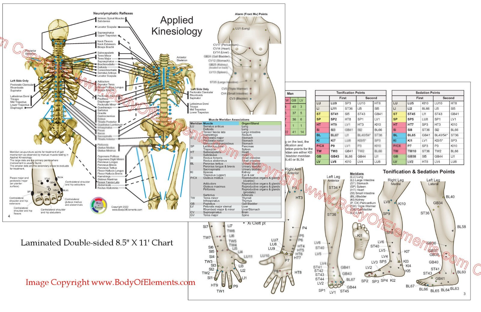 Applied Kinesiology Chart Set 8.5" X 11" Chiropractic Acupuncture Reference