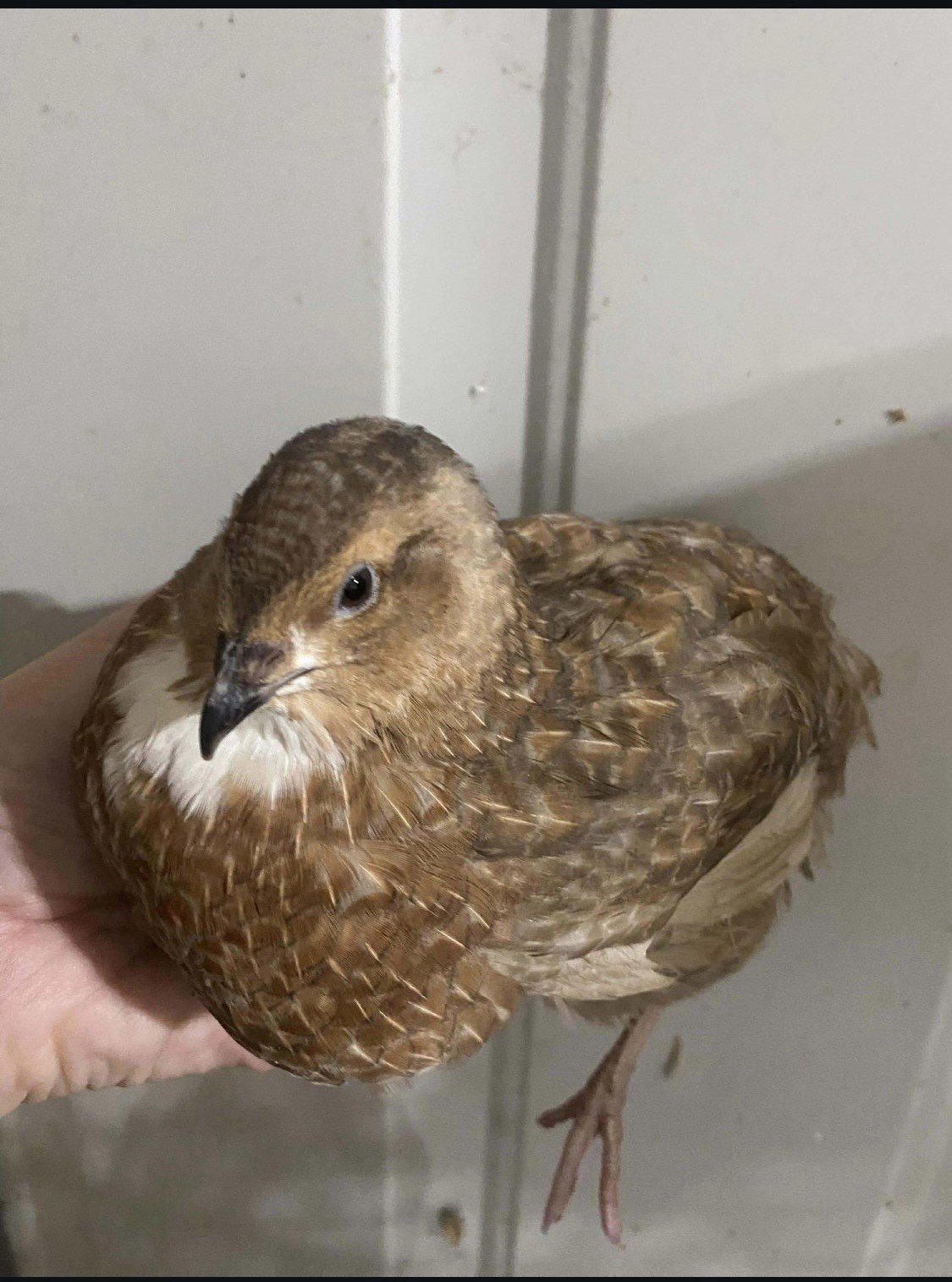 Coturnix Quail Hatching Eggs – Assorted Colors and Patterns