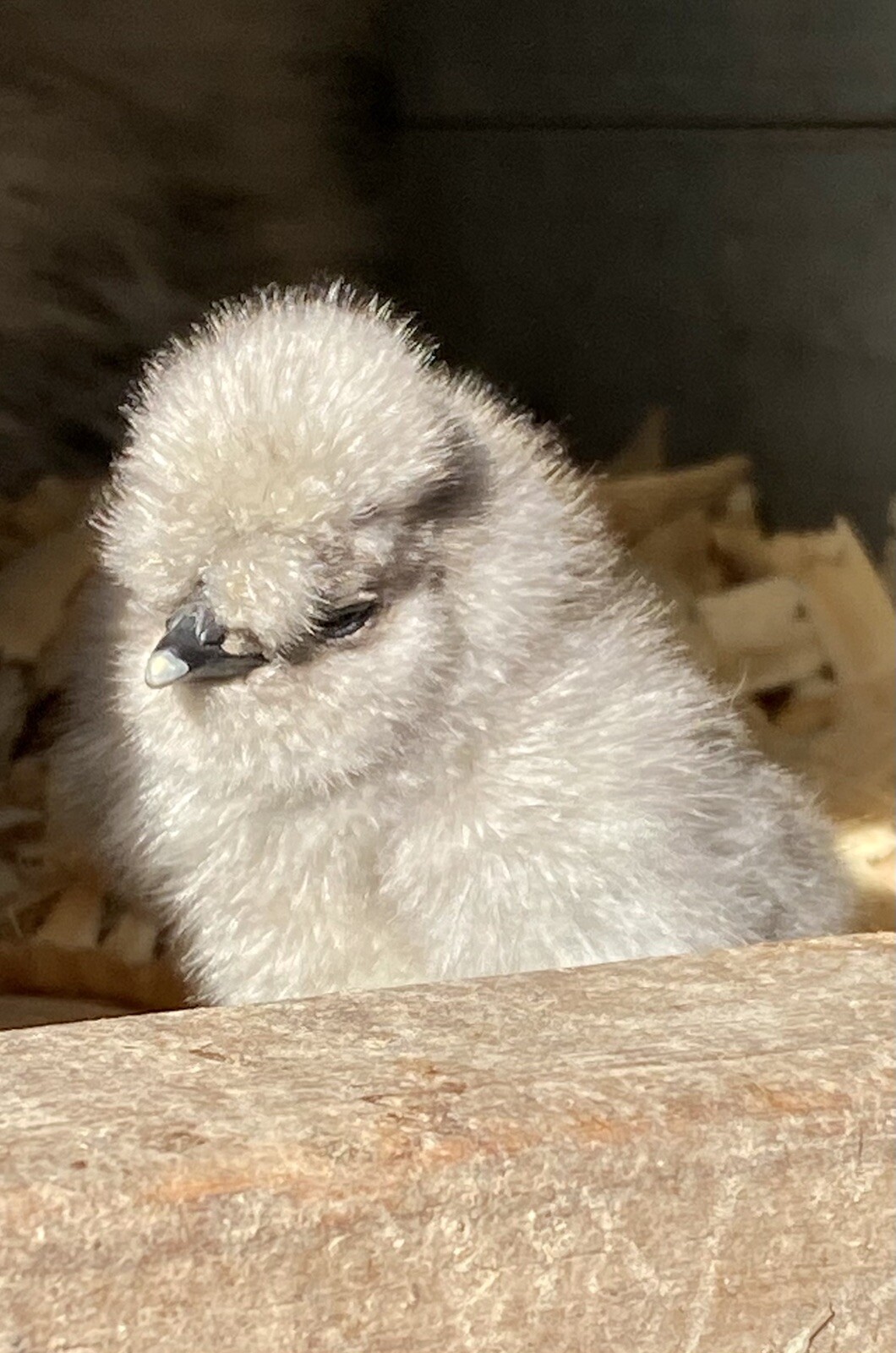 SHOW QUALITY 10 Silkie Chicken Hatching Eggs