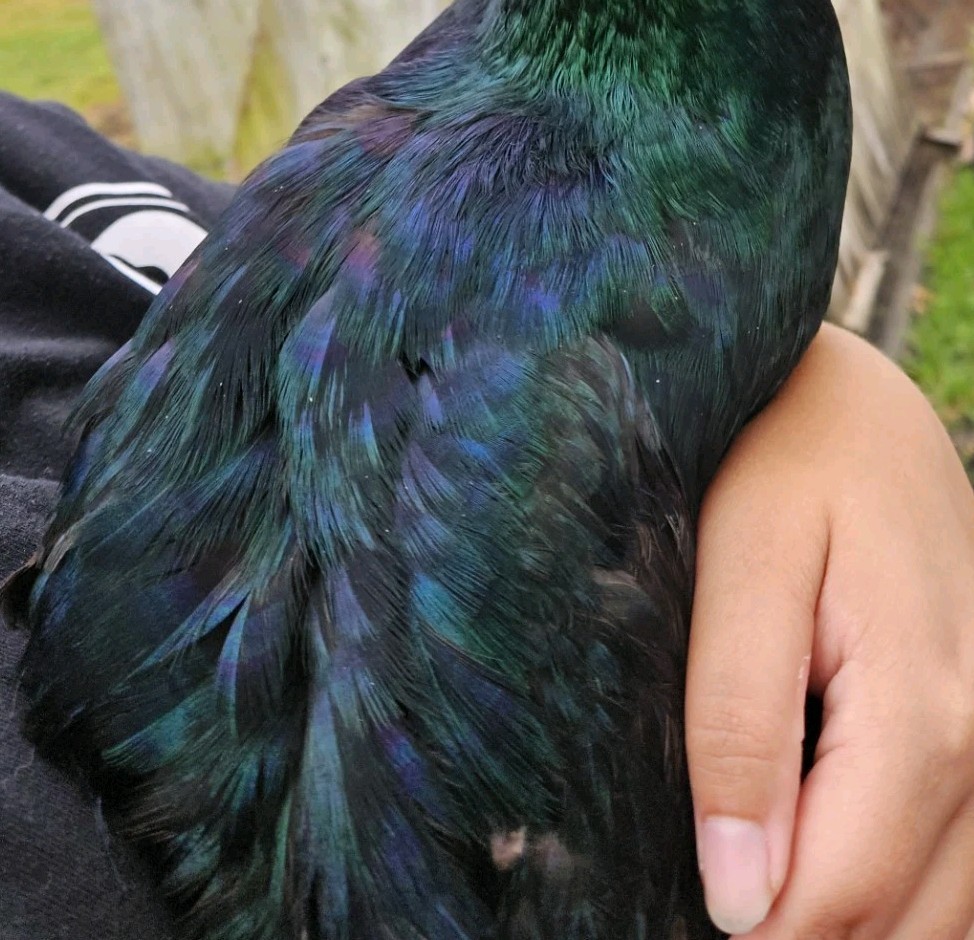 6 Cayuga Duck Hatching Eggs – NPIP – Fertile Eggs