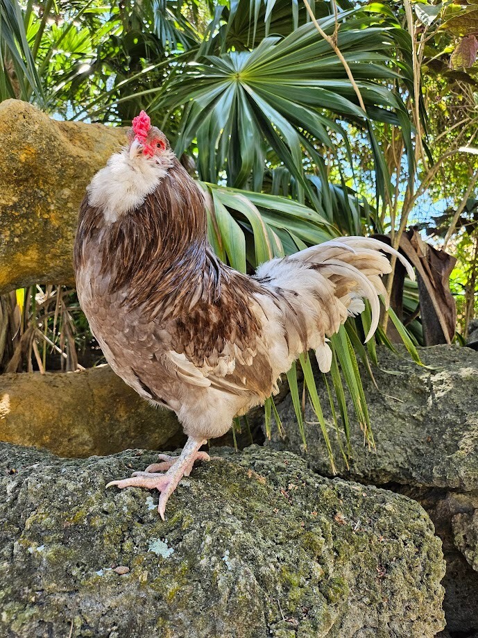 (6) Mauve and Chocolate Ameraucana Hatching Eggs - Possible Mottled Split!