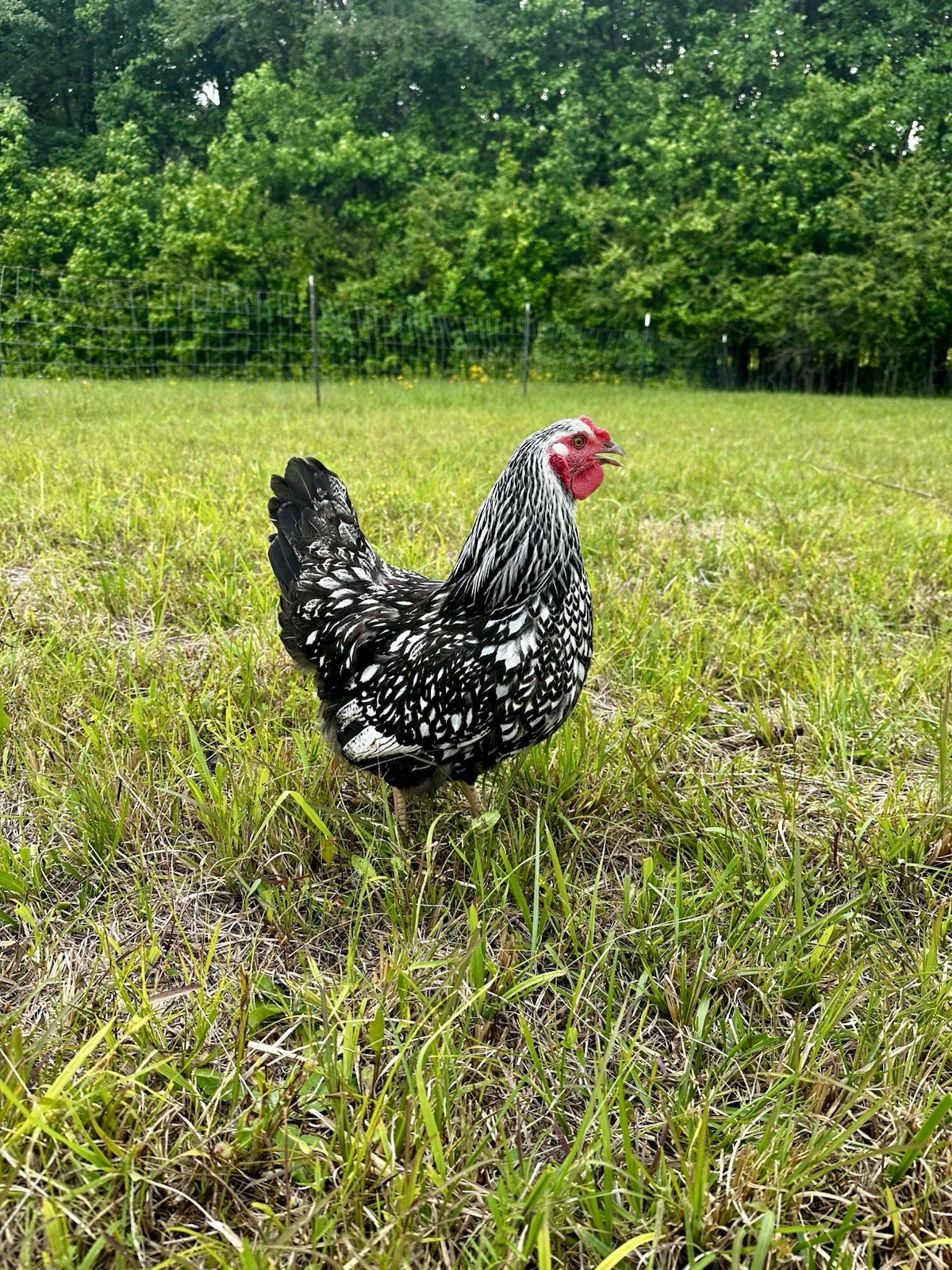(12) Silver Laced Wyandotte Hatching Eggs